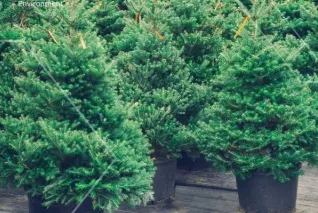 Drugie życie choinki - FCC Polska zaprasza do oddawania świątecznych drzewek na sadzonki